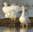 snow geese basking in late-afternoon sun