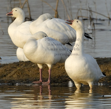  snow geese basking in late-afternoon sun