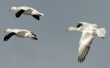 flying snow geese, including juvenile snow goose