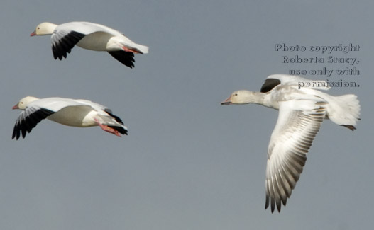 flying snow geese, including juvenile snow goose