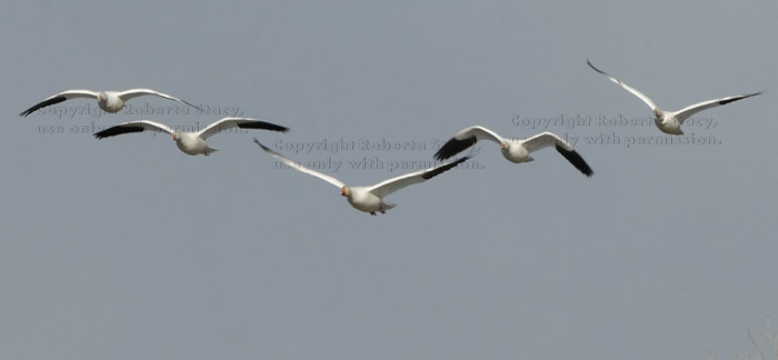 five snow geese in flight