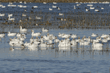 snow geese in the water