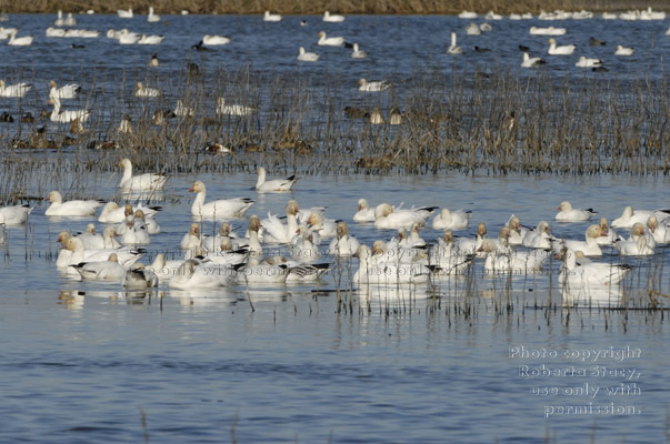 snow geese in the water