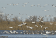 snow geese flying over the water