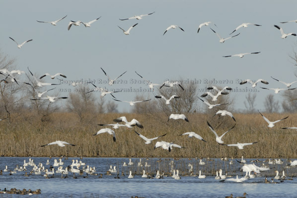 snow geese flying over the water