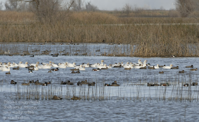 snow geese and northern shovelers