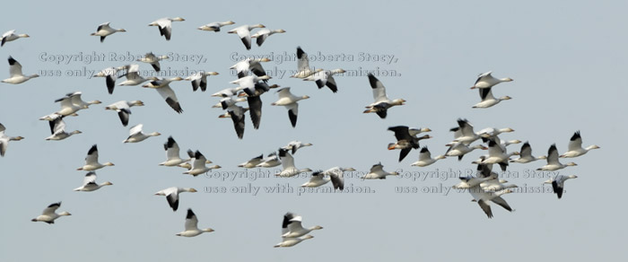 flying flock of snow geese