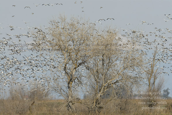 hundreds of flying snow geese