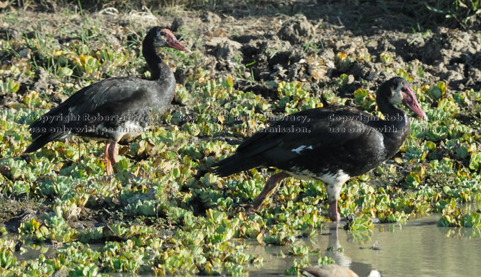 spur-winged geese