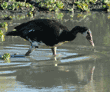 spur-winged goose