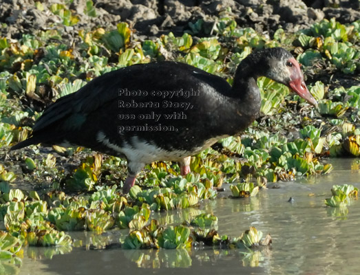 spur-winged goose