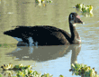 spur-winged goose