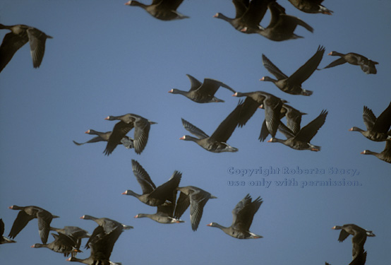 greater white-fronted geese