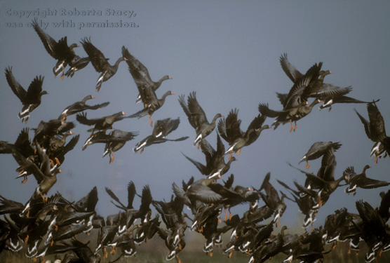 white-fronted geese