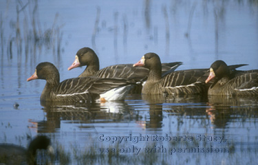 greater white-fronted geese