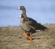 white-fronted geese