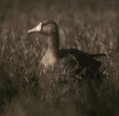 white-fronted goose