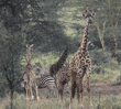 common zebras and giraffes