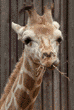 reticulated giraffe, 6-month-old male