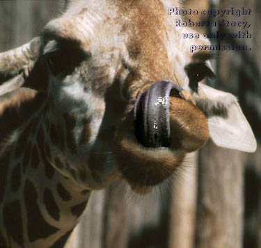 reticulated giraffe with tongue on its nose