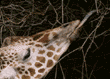 reticulated giraffe reaching for food