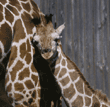 36-day-old giraffe & mom