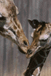 reticulated giraffe & calf