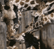 reticulated giraffes & calf