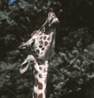 reticulated giraffe showing bottom teeth