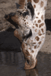 reticulated giraffe drinking