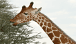 reticulated giraffe