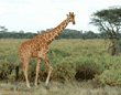 reticulated giraffe walking