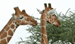  two reticulated giraffes eating acacia tree branches