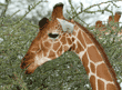 reticulated giraffe eating