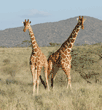 two reticulated giraffes