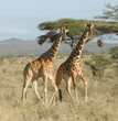 two reticulated giraffes in motion
