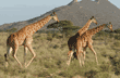 three reticulated giraffes
