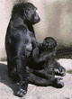 gorilla & 18-month-old baby