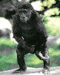 24-month-old baby gorilla