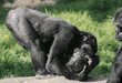 young gorillas playing