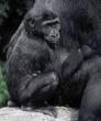 2-year-old gorilla
