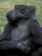 western lowland gorilla