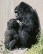 lowland gorilla & her baby