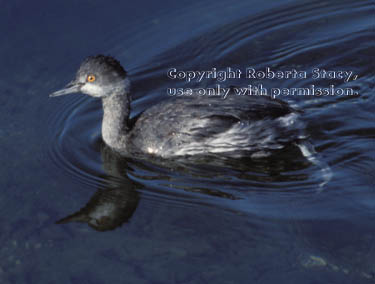 eared grebe