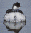 eared grebe