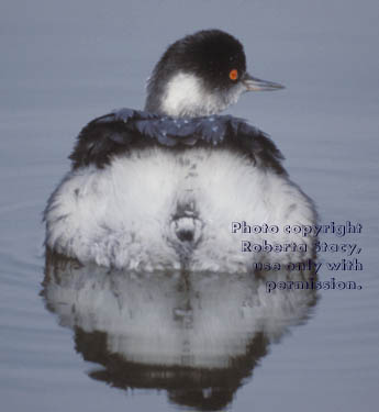 eared grebe