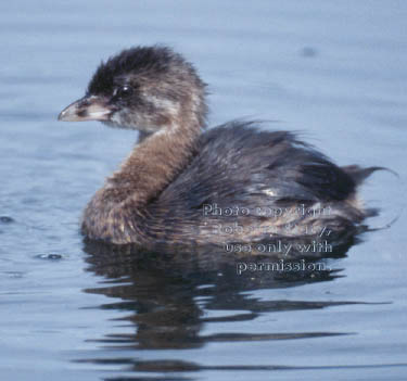 pied-billed grebe chick