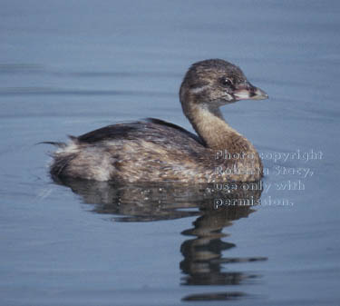 pied-billed grebe