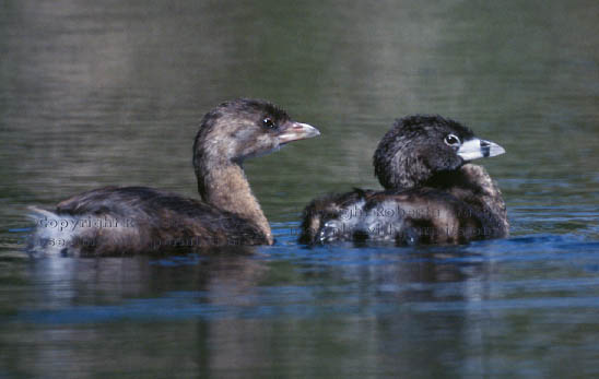 pied-billed grebes