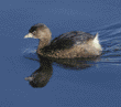 pied-billed grebe